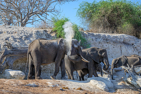 Elephant