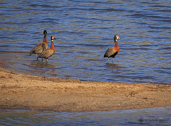 White-faced Whistling Duck