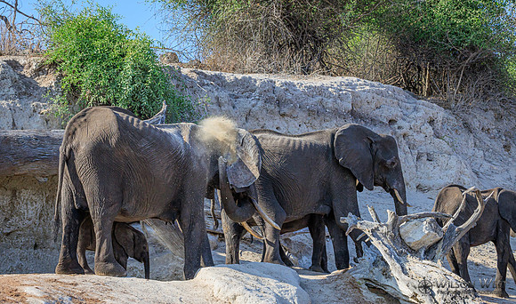Elephant