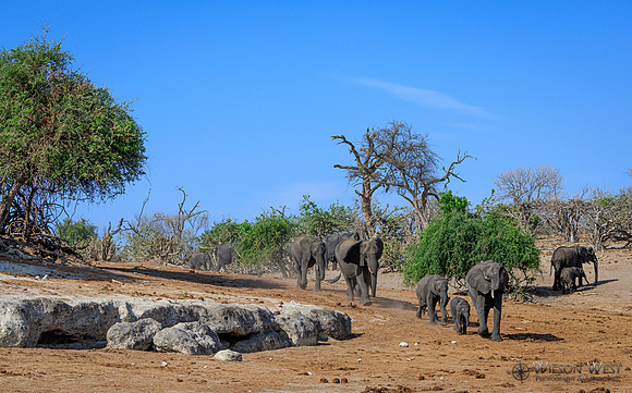Elephant