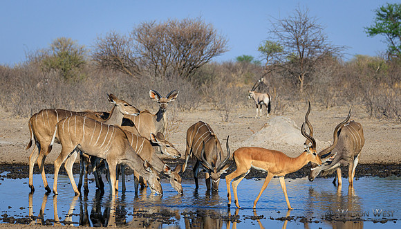 Impala, Greater Kudu