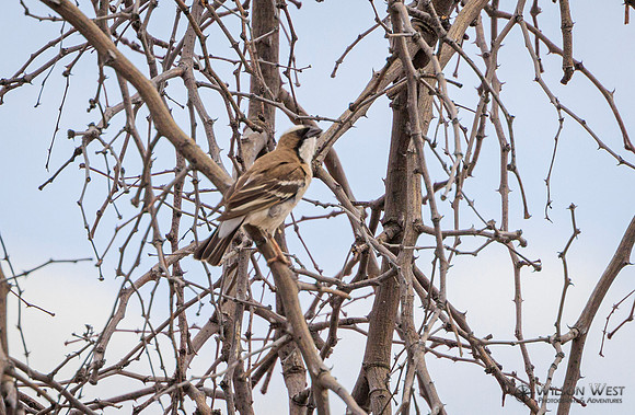White-browed Sparrow-Weaver