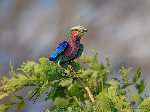 Lilac-breasted Roller