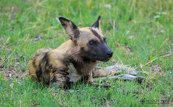 African Wild Dog