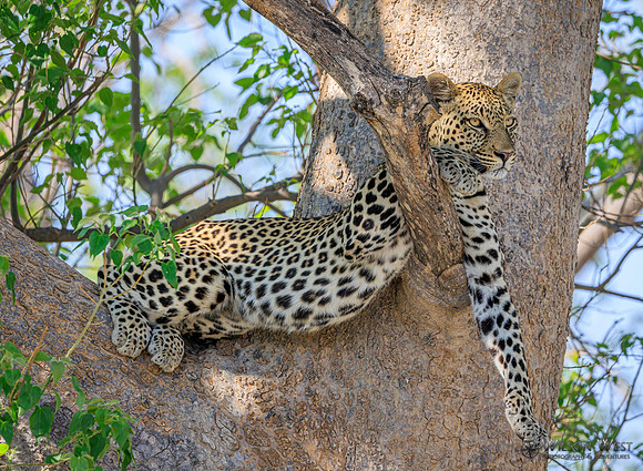 Leopard