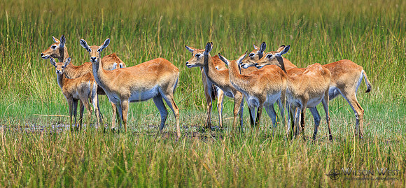Red Lechwe