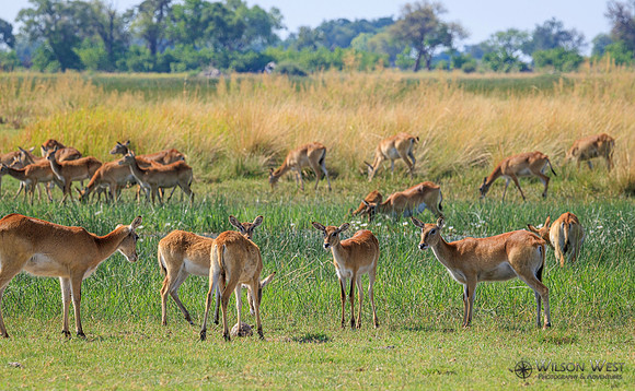 Red Lechwe