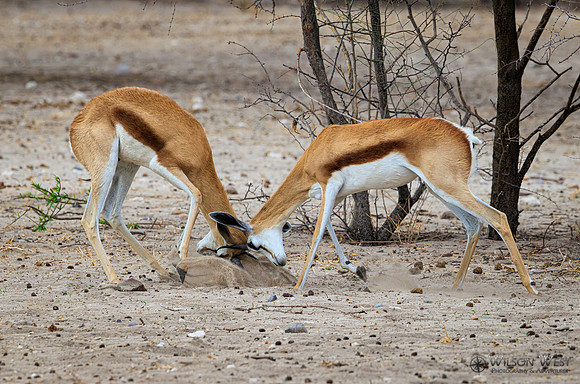 Springbok
