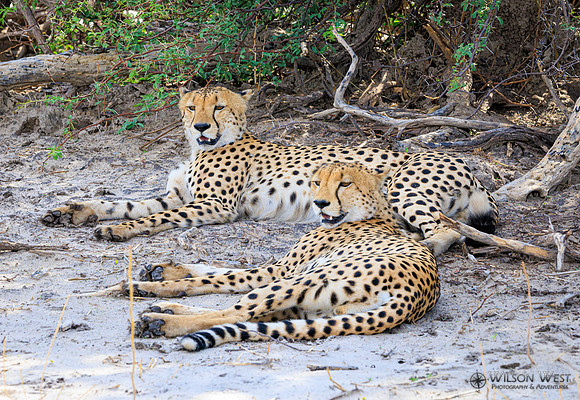 Cheetah