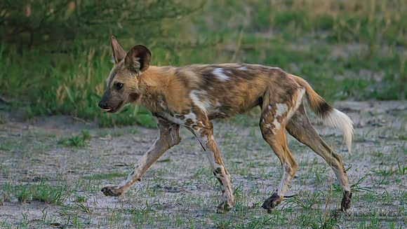African Wild Dog