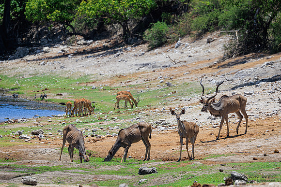 Greater Kudu, Impala