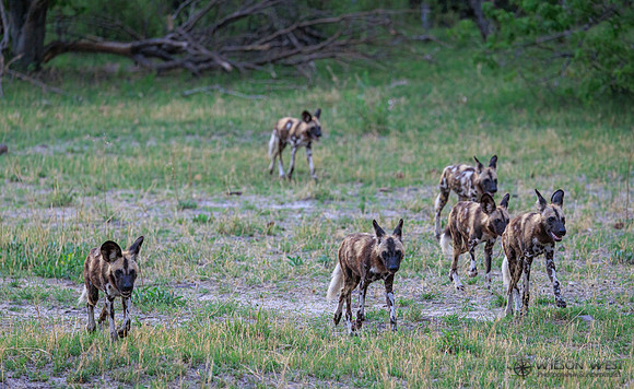 African Wild Dog