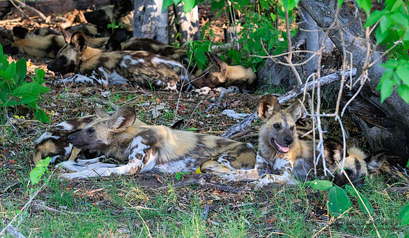 African Wild Dog