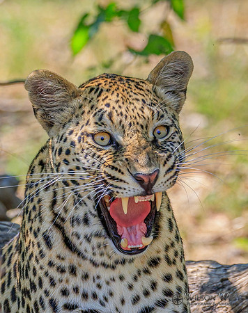 Leopard