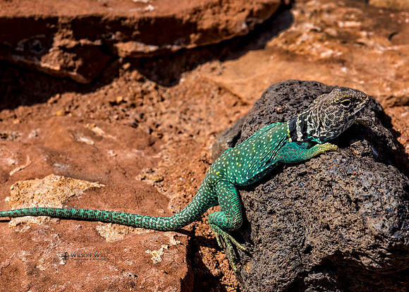 Collard Lizard