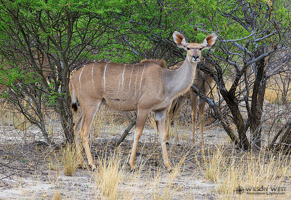 Greater Kudu