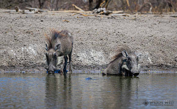 Warthog
