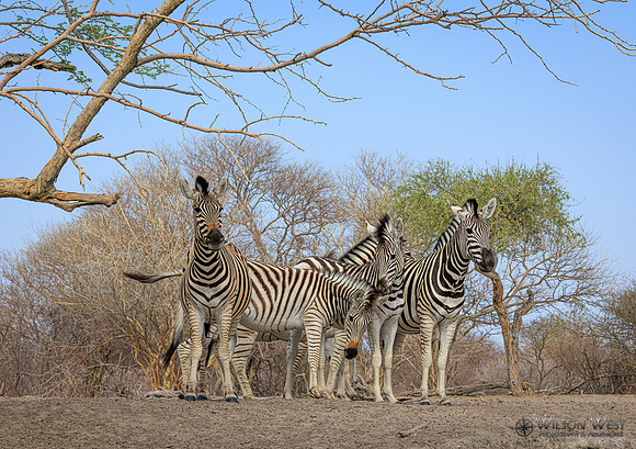 Burchell's Zebra