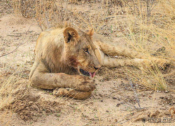 Lion