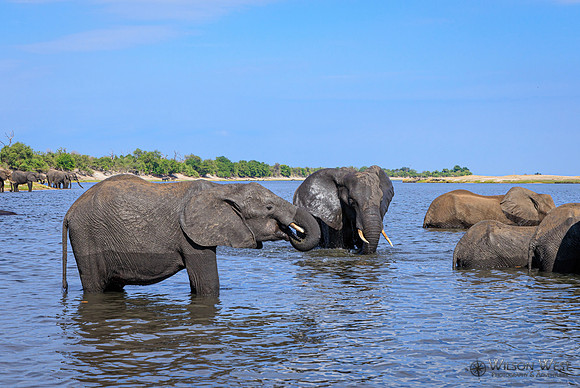Elephant