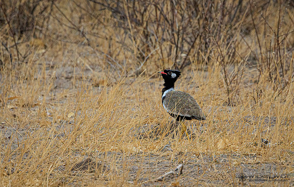 Black Korhaan