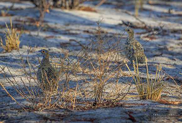 Sand Grouse