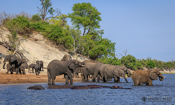 Elephant