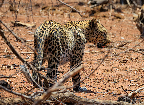 Leopard