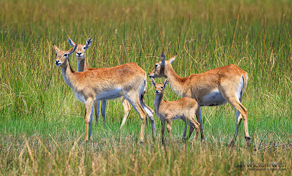 Red Lechwe