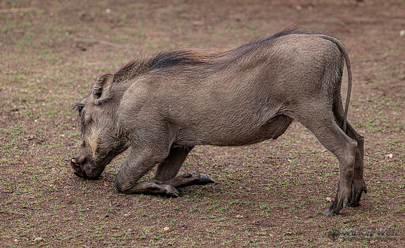Warthog
