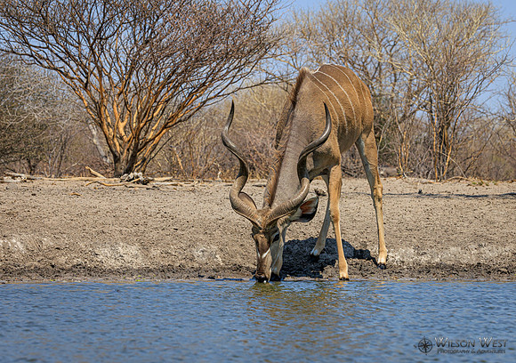 Greater Kudu