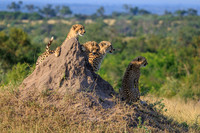 Sabi Sabi