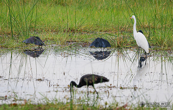 Black Heron, Great Egret, Openbill Stork