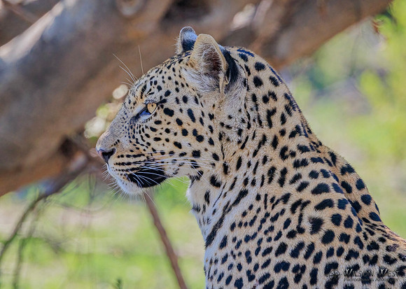 Leopard