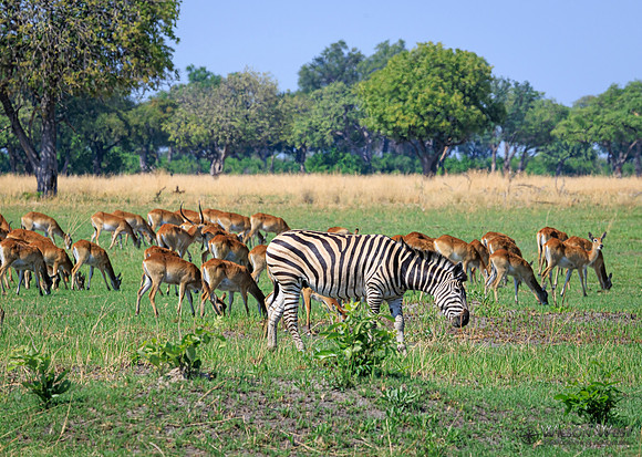 Burchell's Zebra, Red Lechwe