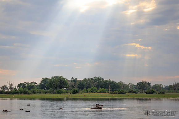 Sun Rays, Hippopotamus