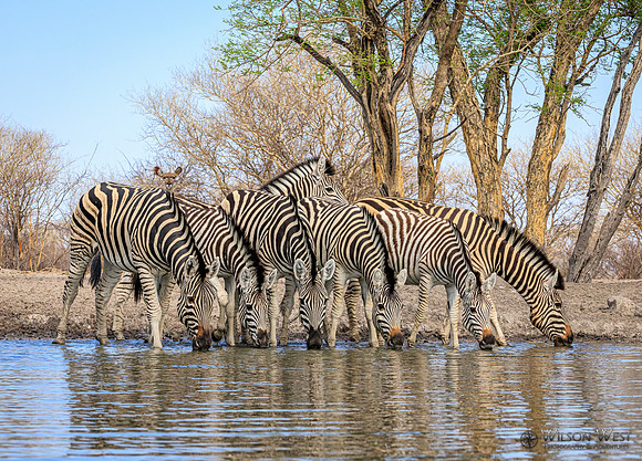 Burchell's Zebra