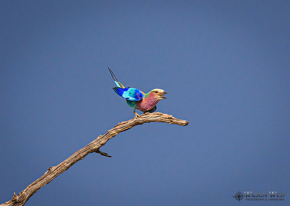 Lilac-breasted Roller