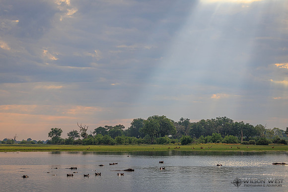 Sun Rays, Hippopotamus