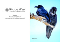 Birds - Ravens