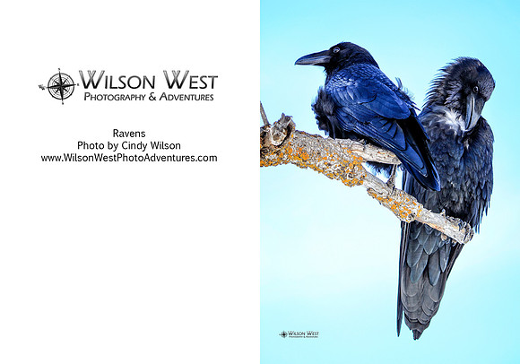 Birds - Ravens