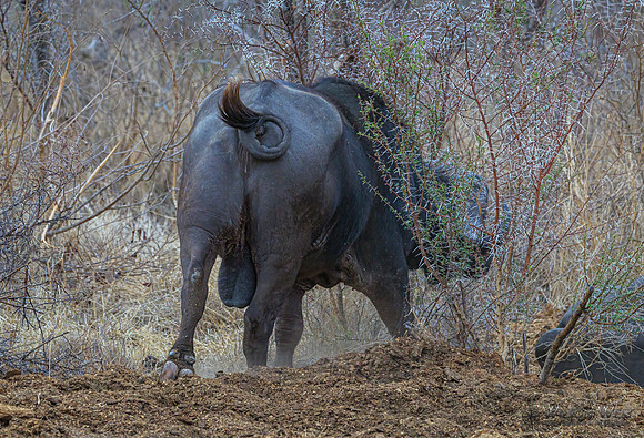 Cape Buffalo