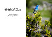 Birds - Mountain Bluebird