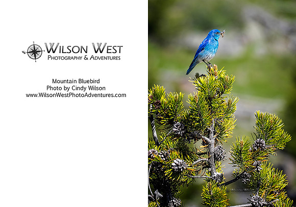Birds - Mountain Bluebird