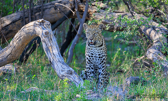 Leopard