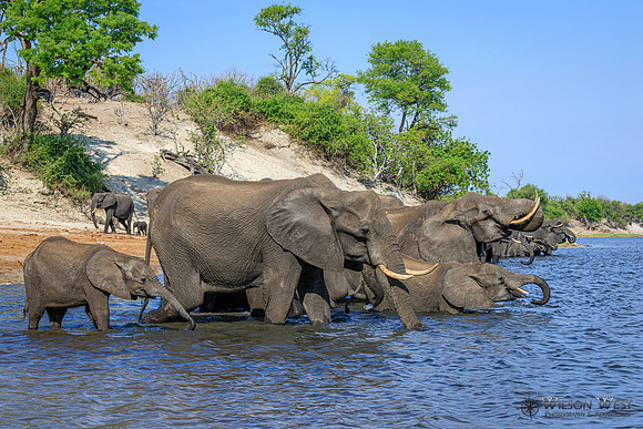 Elephant