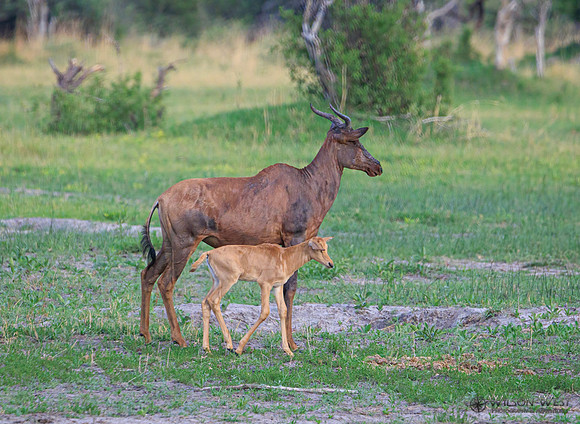 Tsessebe