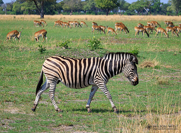 Burchell's Zebra