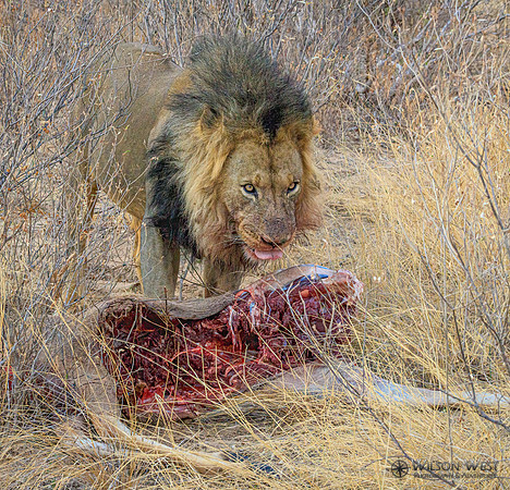 Lions eating a kudu