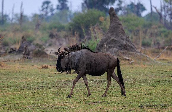 Blue Wildebeest
